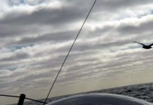 Ils regardent déjà vers le cap Horn… Albatros au dessus de Temenos