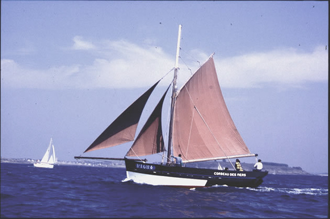 Corbeau des Mers Corbeau des Mers