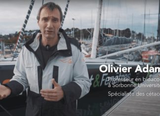 Vendée Globe. Fabrice Amedeo : ” Eviter les collisions avec les baleines !”