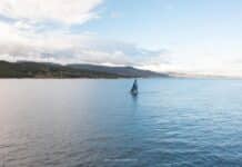 Pro Sailing Tour. Les orques s’invitent à la sortie de Gibraltar !