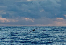 Vendée Globe. Baleines en vue pour Damien Séguin et Eric Bellion